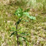 Oak Tree Planted Near Sycamore Creek in Hague Nature Preserve