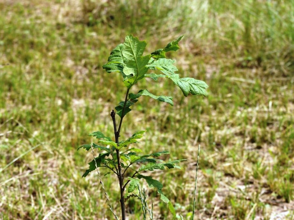 Oak Tree Planted Near Sycamore Creek in Hague Nature Preserve