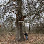 Woman Dwarfed by Sycamore Tree in Hague Preserve