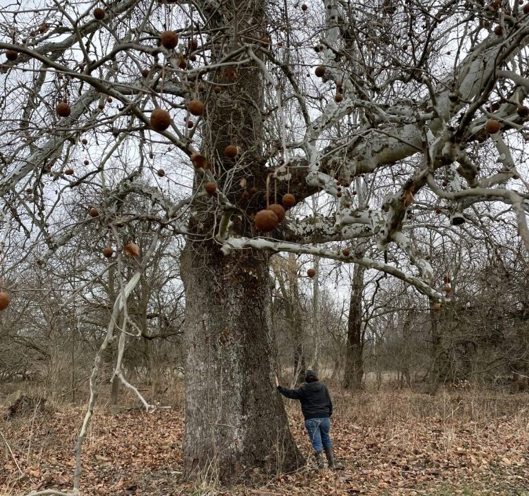 Woman Dwarfed by Sycamore Tree in Hague Preserve
