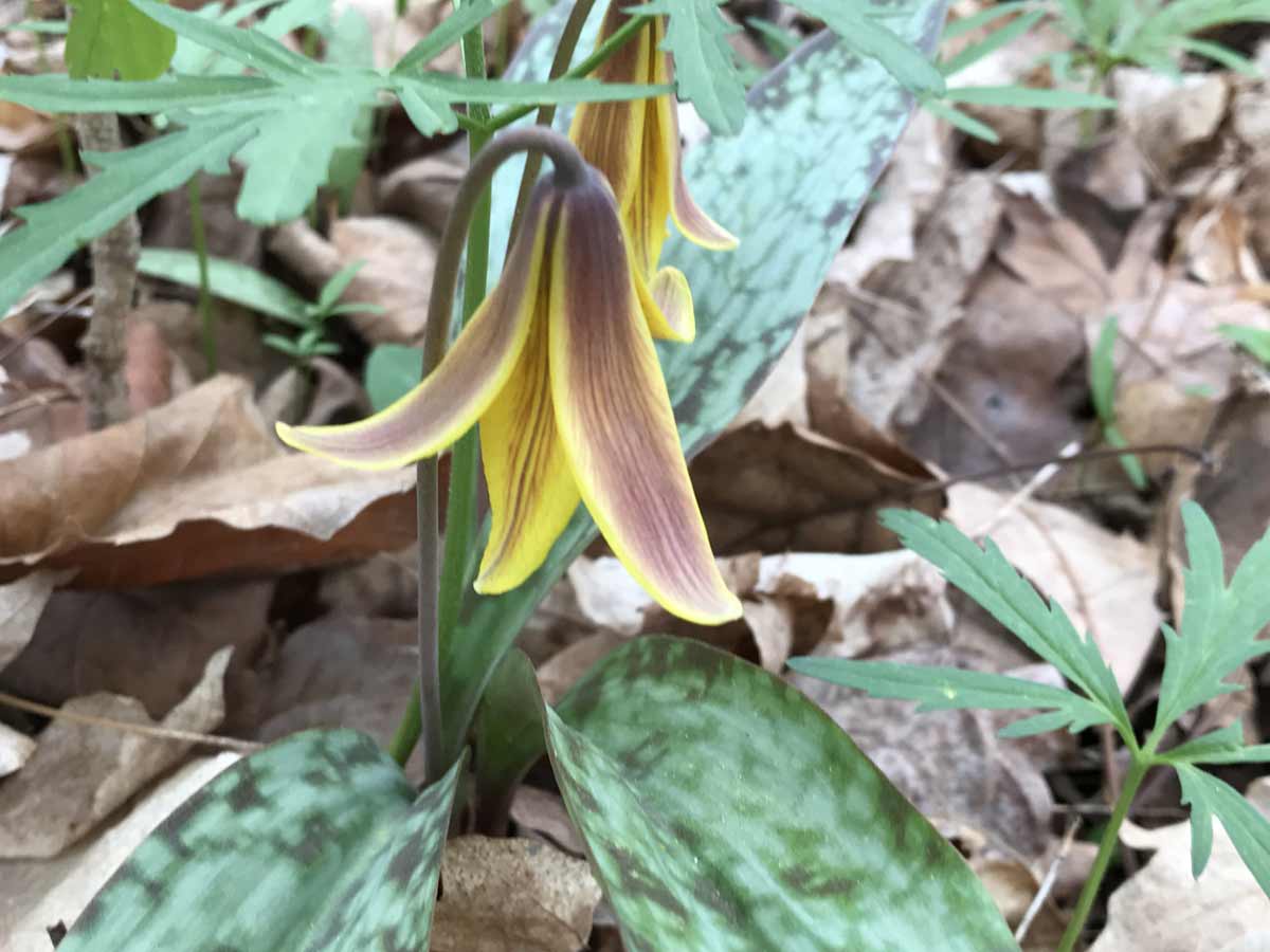Hague Nature Preserve Gallery