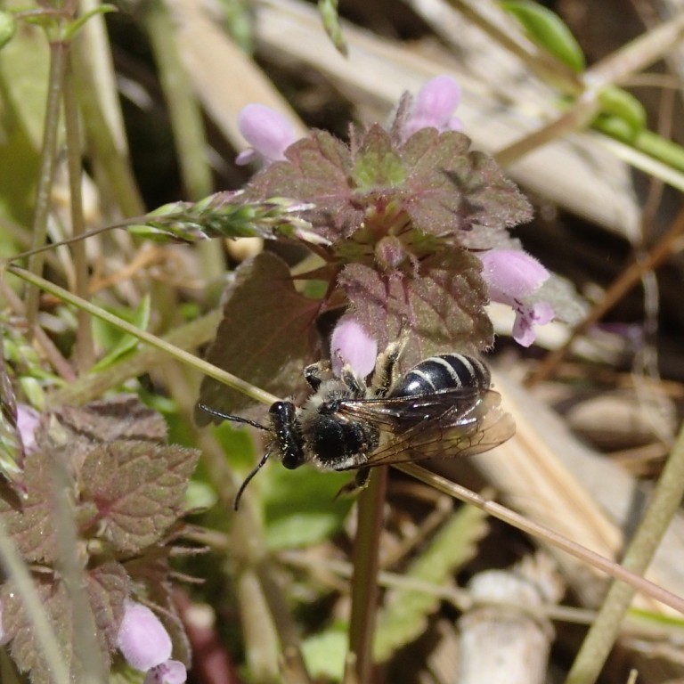Unequal Cellophane Bee