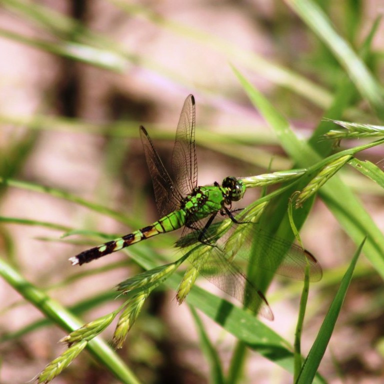 Eastern Pondhawk (dragonfly)