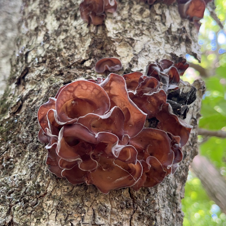 Wood Ear Fungi