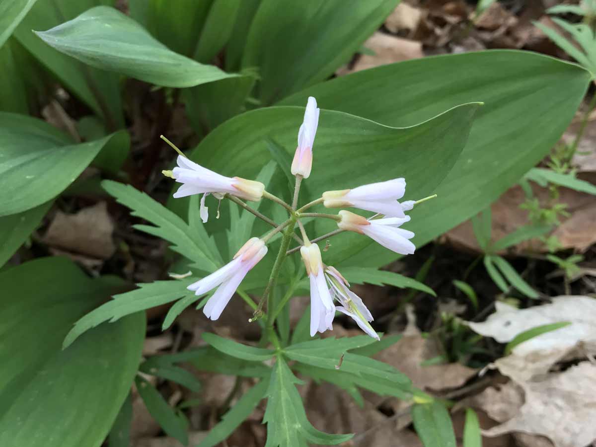 Hague Nature Preserve Gallery