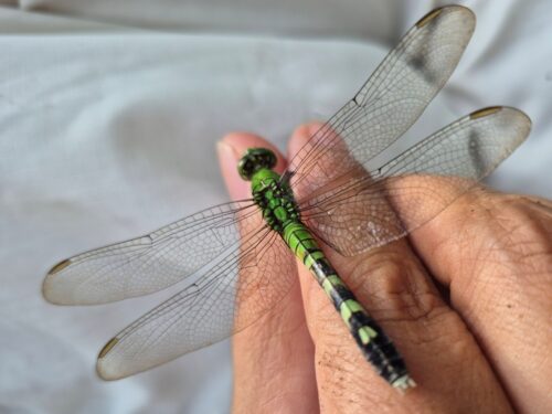 Eastern Pondhawk dragonfly being held in a man's hand