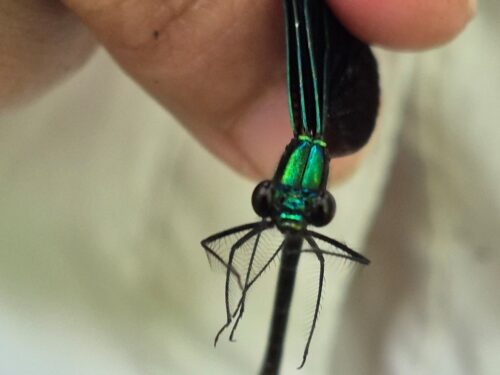 the head of an Ebony Jewelwing dragonfly