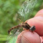 a Meadowhawk dragonfly with spread wings being held in a man's fingers