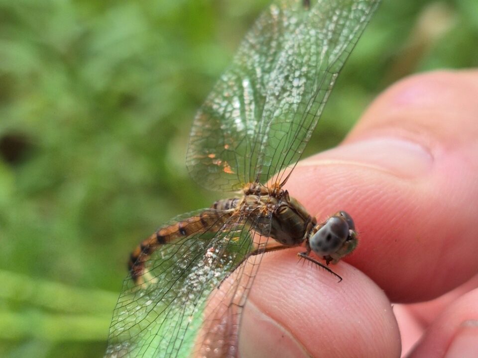 a Meadowhawk dragonfly with spread wings being held in a man's fingers