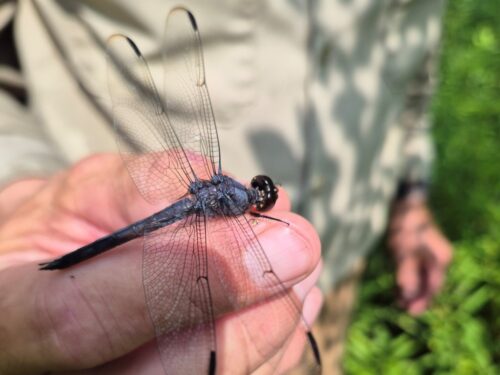 a Slaty Skimmer dragonfly with spread wings being held in a man's fingers